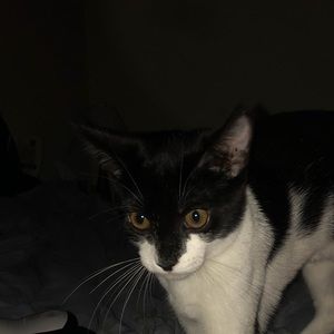 Meet your Posher, Allison